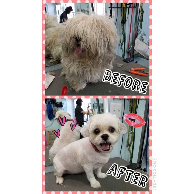 My Best Friend Groom And Board | Forest Park Dog Grooming Since 1985